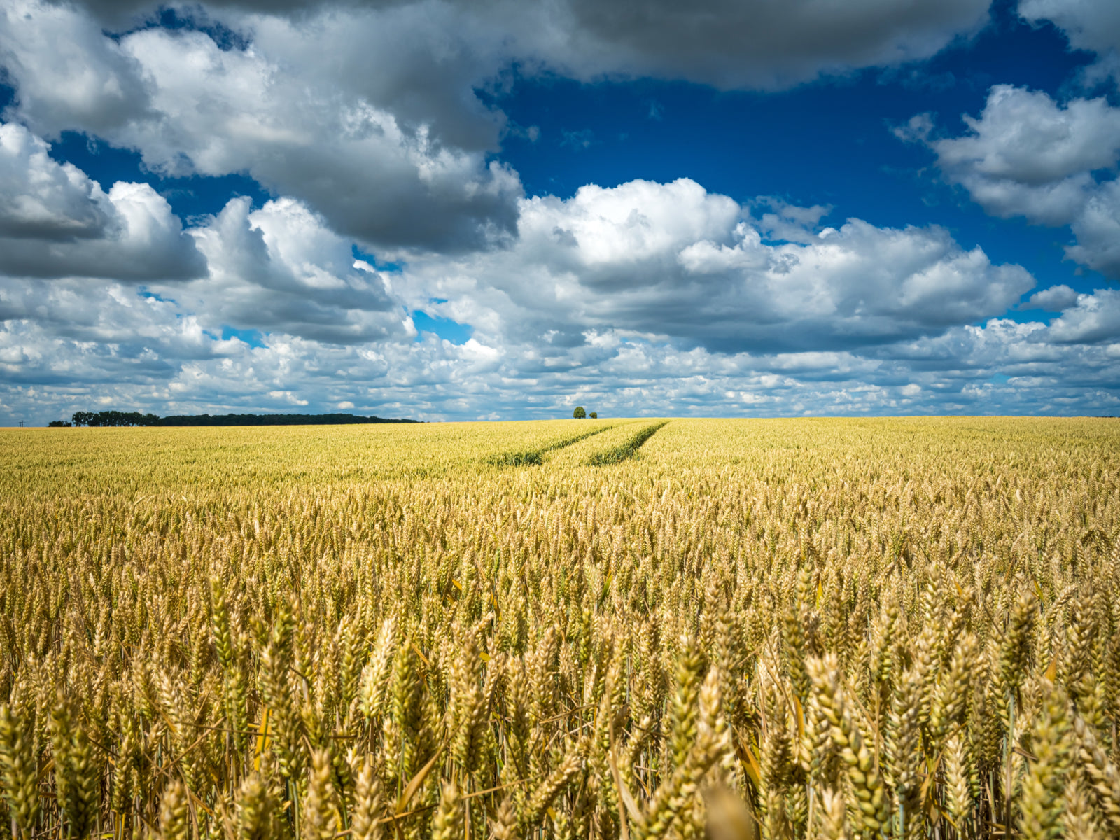 Bæredygtig spisning & Tarmsundhed