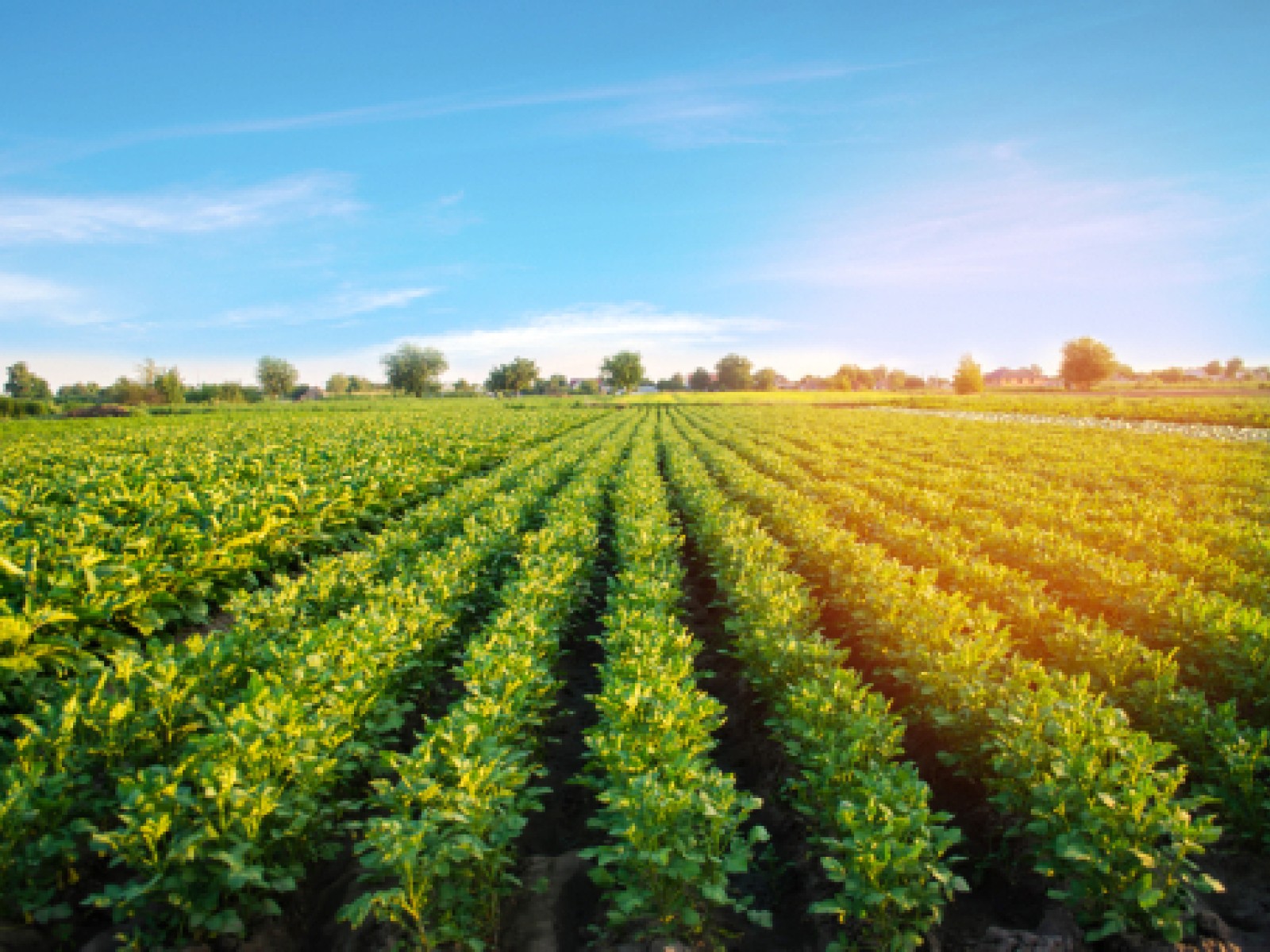 Eating for a Trillion: Sustainable Eating and Gut health