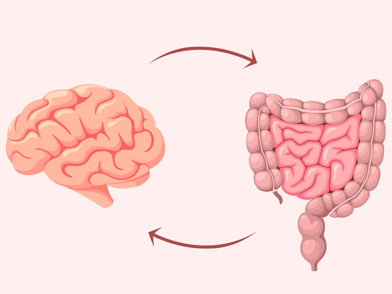 The Gut–Brain Axis: Is The Gut Your Second Brain?